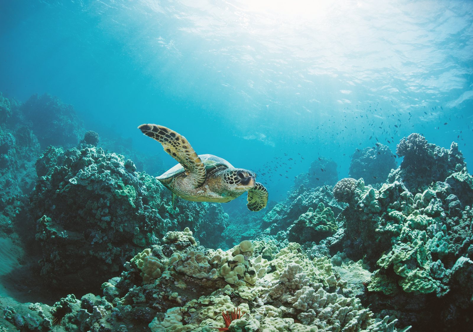A sea turtle over coral in clear water